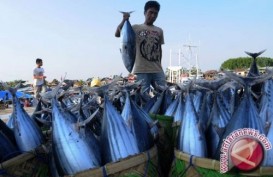 Stok Ikan Naik, Belum Tentu karena Reformasi Kebijakan Perikanan